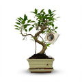 Plantenmix – Ø15 cm, 30–35 cm hoog