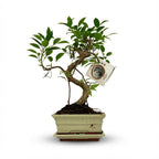 Plantenmix – Ø15 cm, 30–35 cm hoog