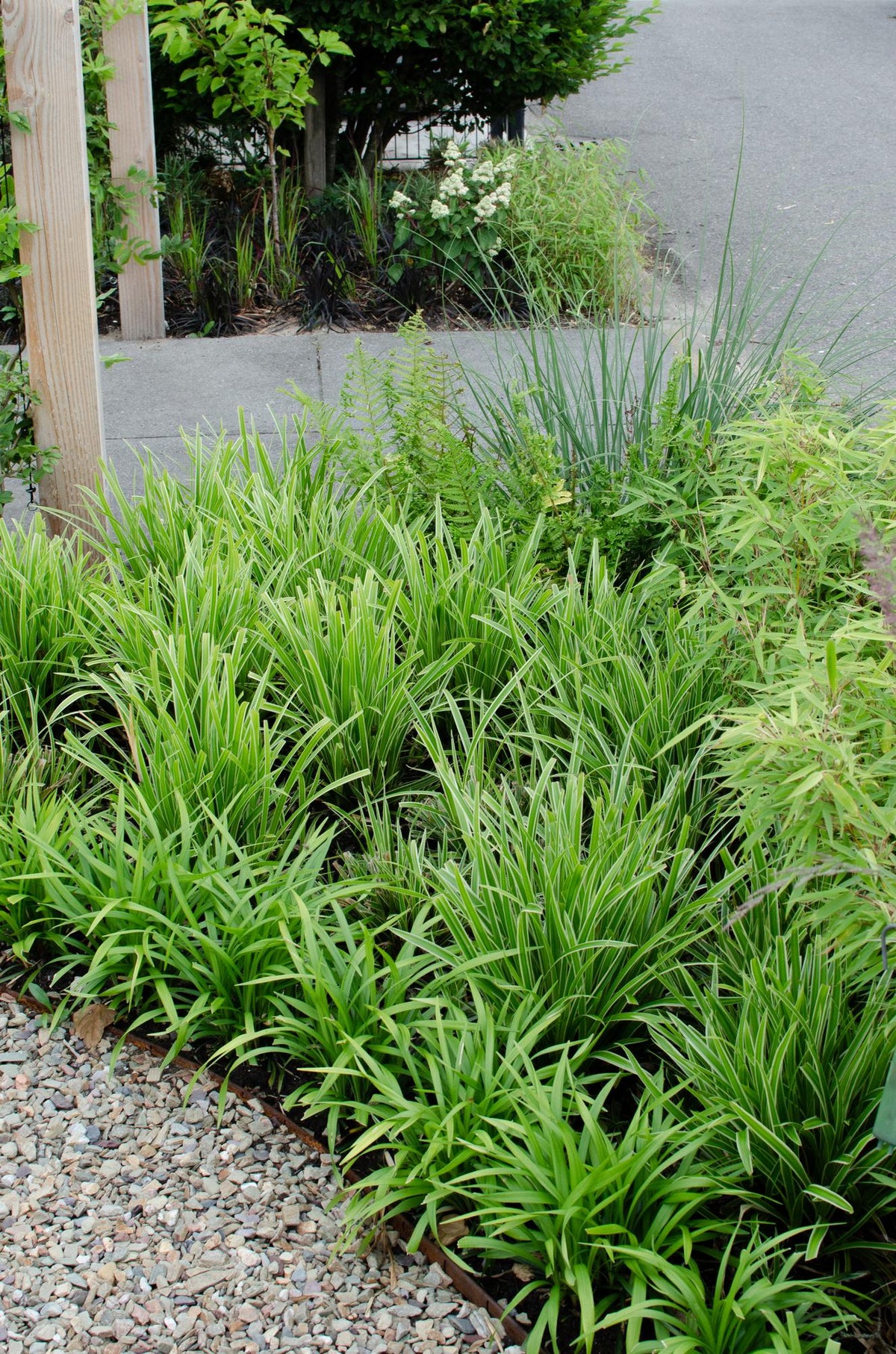 Carex morrowii 'Ice Dance' (Segge) – Ø14 cm, 30 cm hoch – Bild 7