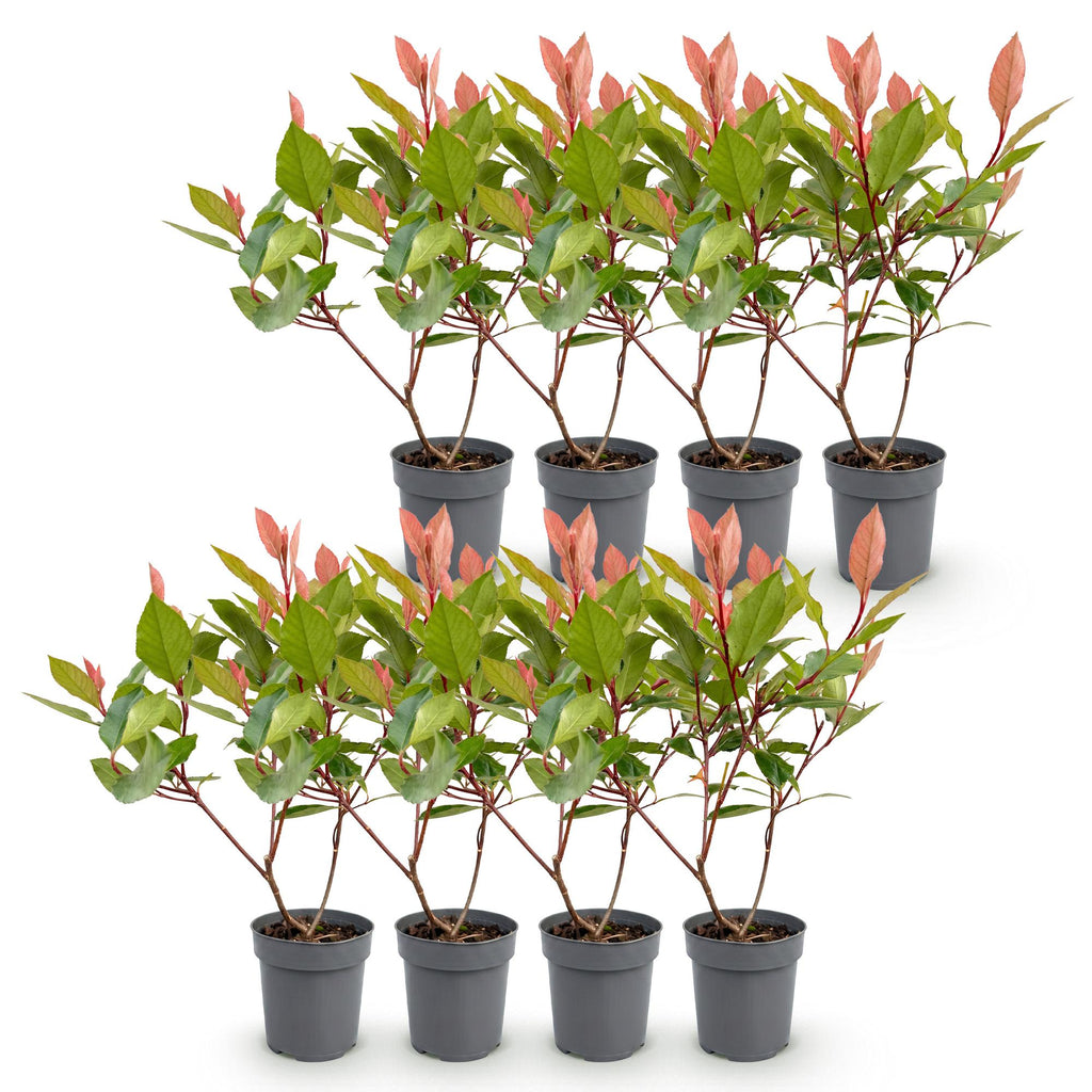 Photinia fraseri 'Little Red Robin' (glansmispel) – rød – 8 planter, Ø9 cm, 25–35 cm høj – billede 2
