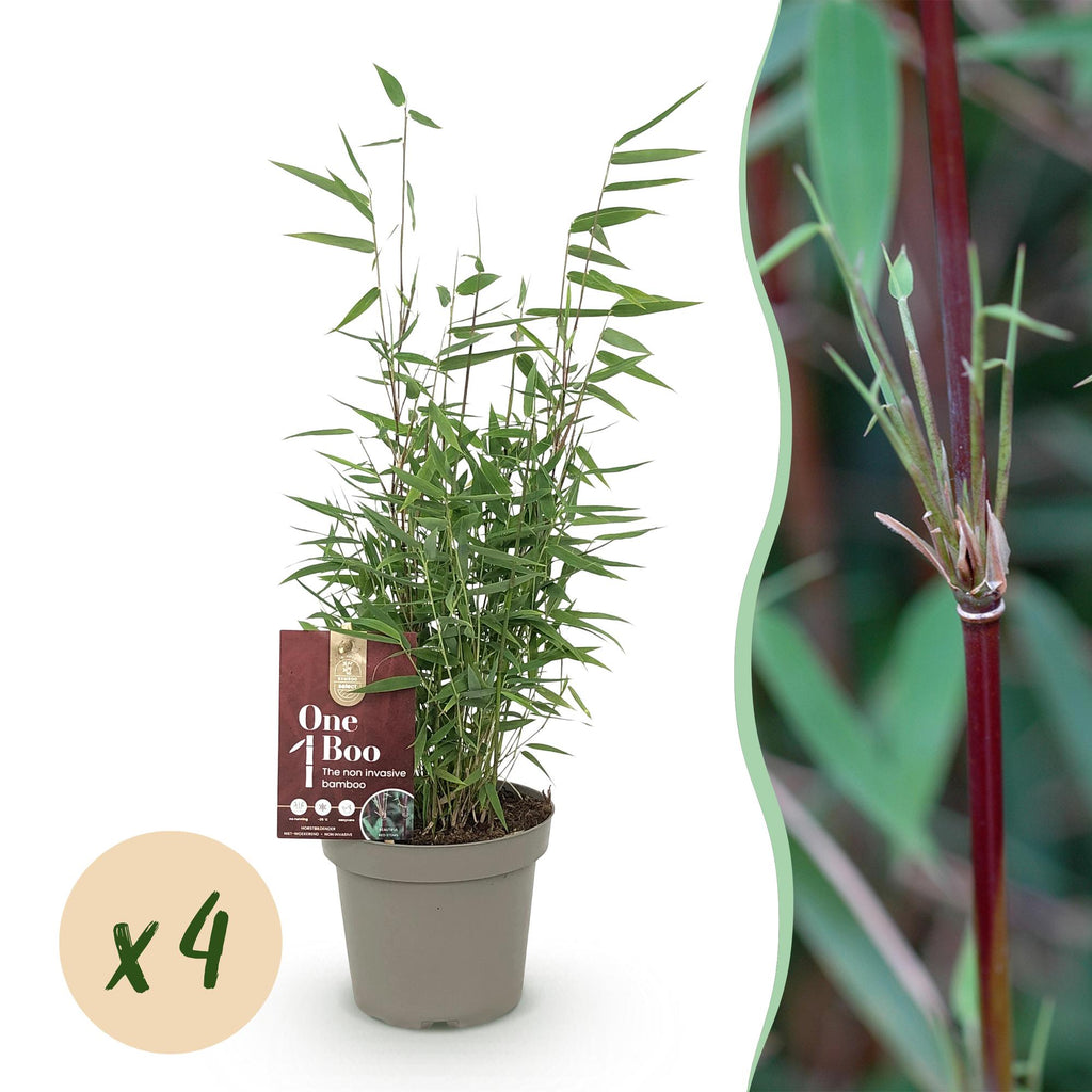 Fargesia 'Red Dragon' (bambus) – 4 planter, Ø14 cm, 35 cm høj