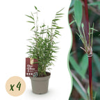 Fargesia 'Red Dragon' (bambus) – 4 planter, Ø14 cm, 35 cm høj
