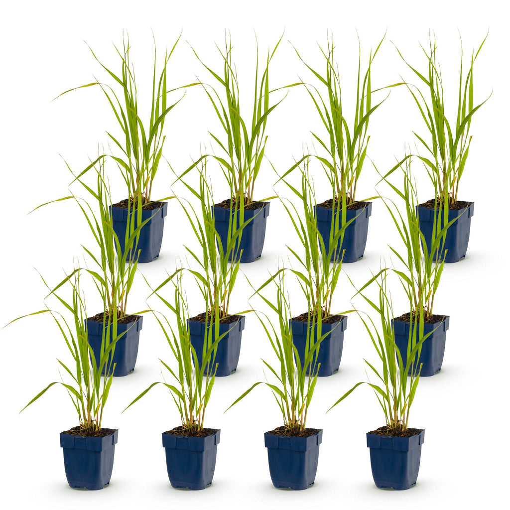 Molinia caer. 'Heidebraut' (molinia) – 12 plants, Ø11 cm, 15–25 cm de haut – photo 2