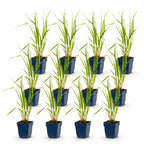 Molinia caer. 'Heidebraut' (molinia) – 12 plants, Ø11 cm, 15–25 cm de haut