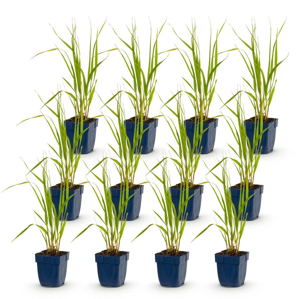 Molinia caer. 'Heidebraut' (molinia) – 12 plants, Ø11 cm, 15–25 cm de haut – photo 2