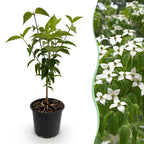 Cornus kousa chinensis (Kornelkirsche) – weiß – Ø 12 cm, 35 cm hoch