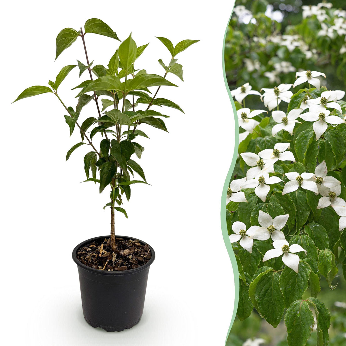 Cornus kousa chinensis (Kornelkirsche) – weiß – Ø 12 cm, 35 cm hoch