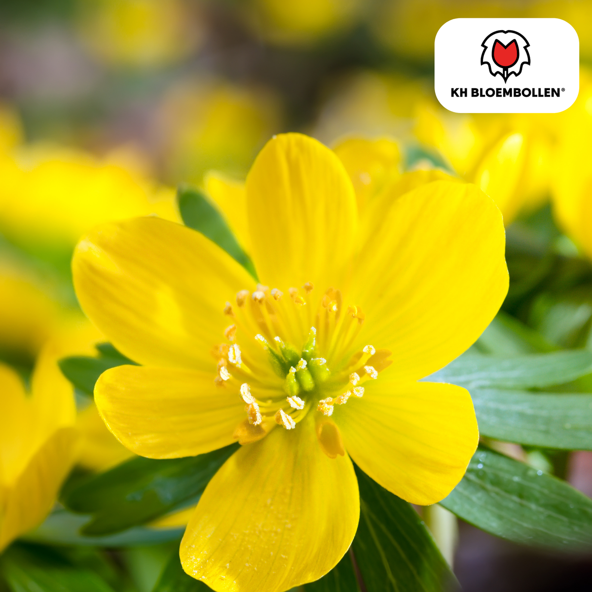 Winterakonit – 30 Blumenzwiebeln
