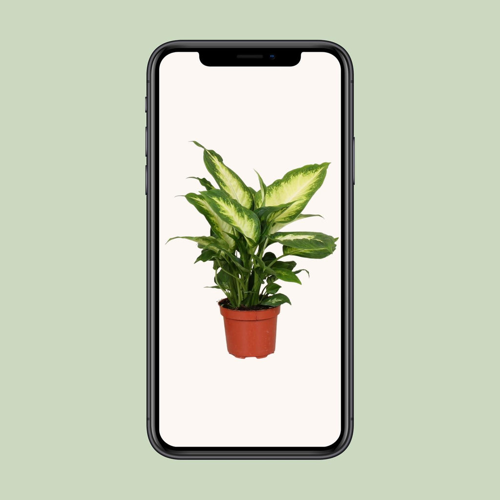 Dieffenbachia Camilla – Ø12 cm, 35 cm hoog