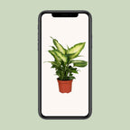 Dieffenbachia Camilla – Ø12 cm, 35 cm hoog