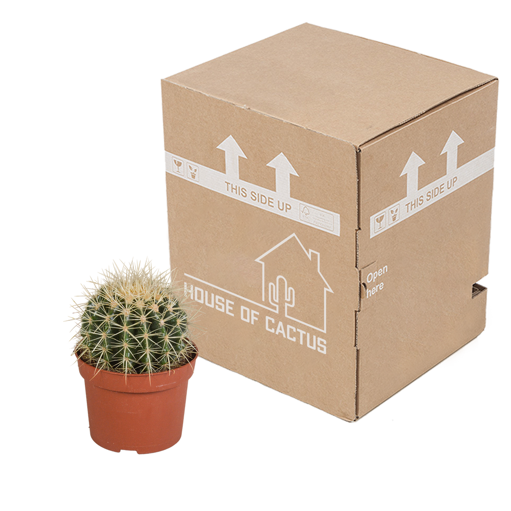 Echinocactus grusonii (Cactaceae) – Ø12 cm, 23 cm hoog