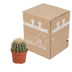 Echinocactus grusonii (Cactaceae) – Ø12 cm, 23 cm hoog