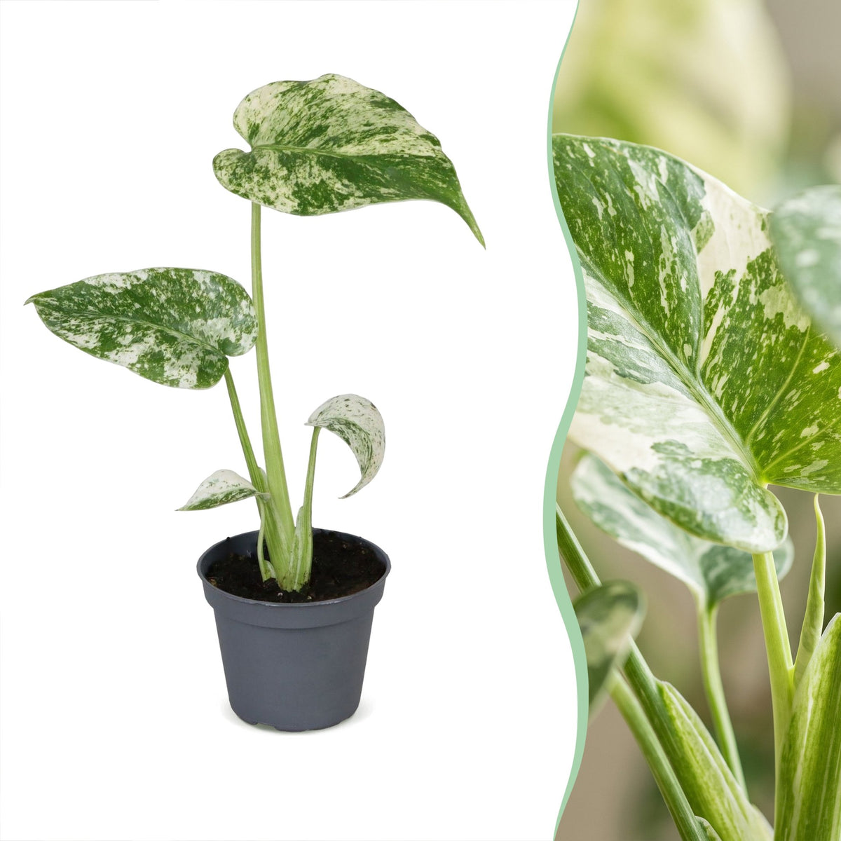 Monstera deliciosa Mint Variegated (plante percée) – Ø6 cm, 18 cm de haut