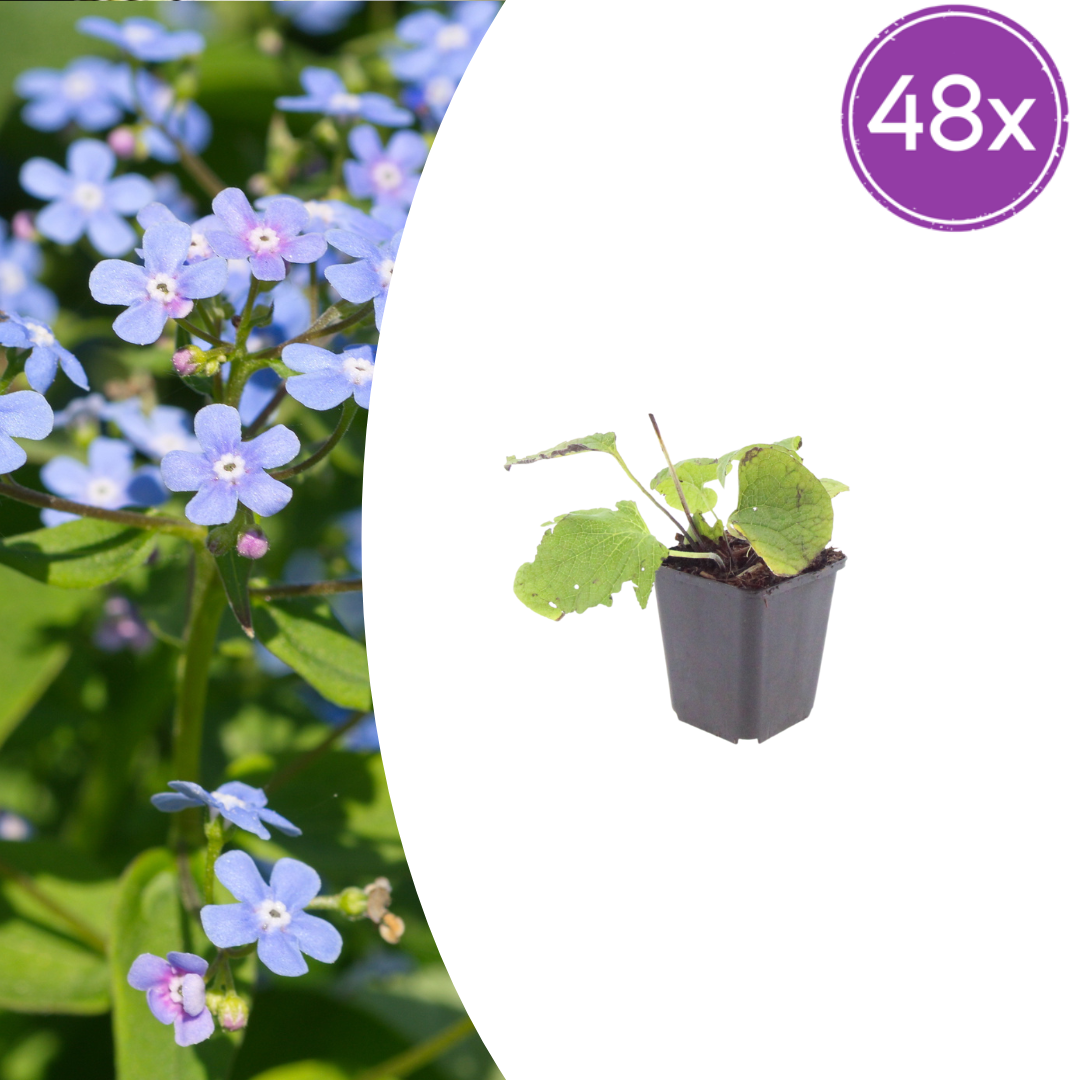 Brunnera macrophylla (Kaukasische vergeet-mij-niet) – 48 planten, Ø9 cm, 10–25 cm hoog