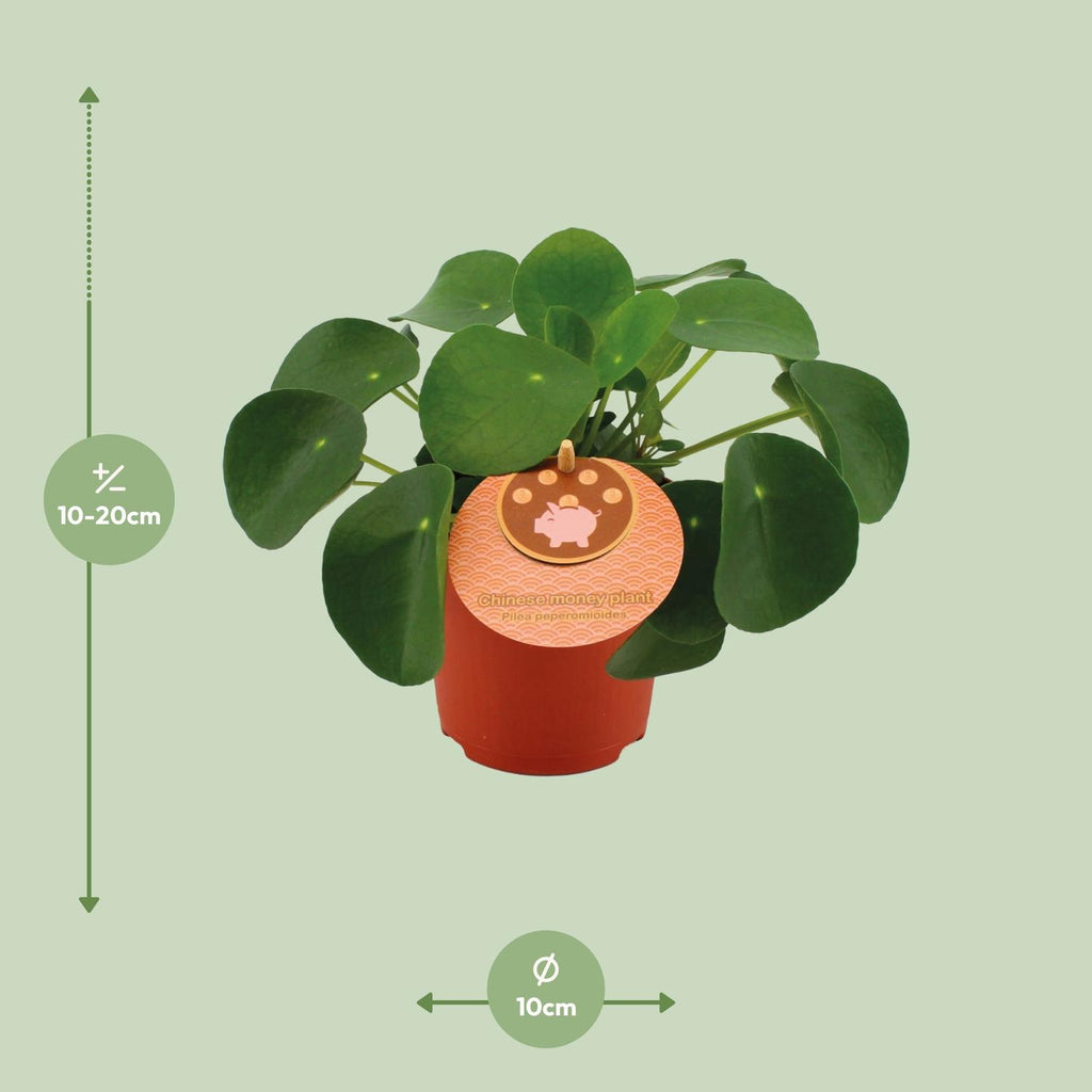 Pilea peperomioides (plante à soucoupes) – Ø11 cm, 15 cm de haut