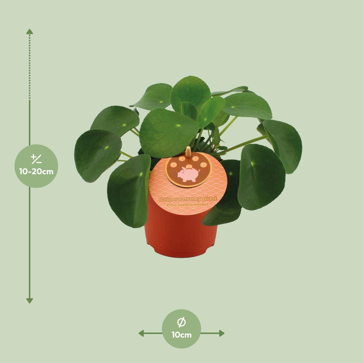 Pilea peperomioides (plante à soucoupes) – Ø11 cm, 15 cm de haut