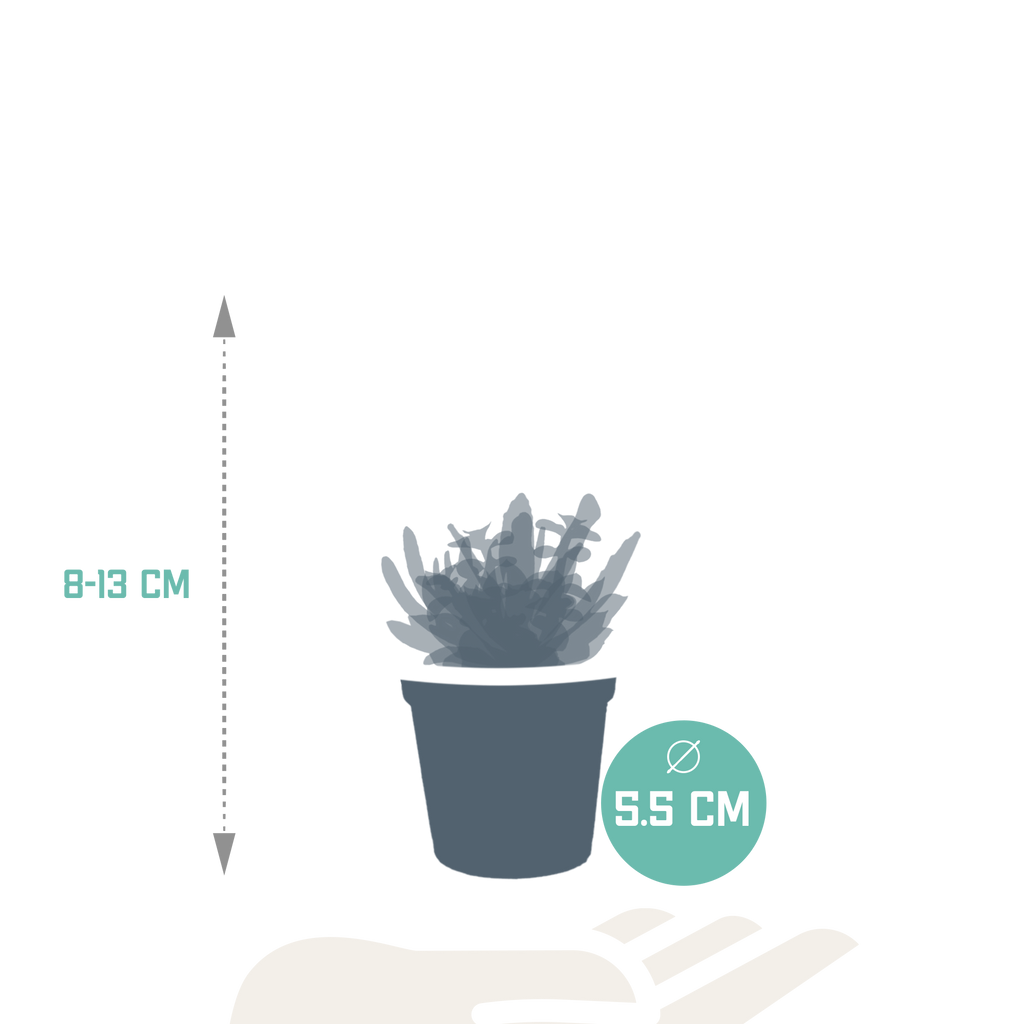 Sukkulenten ohne Übertopf – Ø 6 cm, 13 cm hoch – Art. 5584