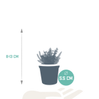 Sukkulenten ohne Übertopf – Ø 6 cm, 13 cm hoch – Art. 5584