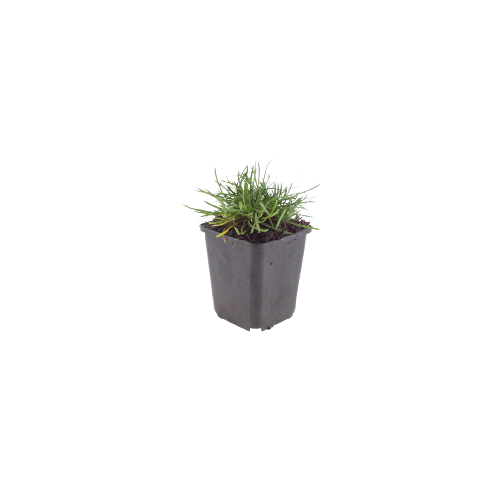 Armeria m. 'Splendens' (Armérie) – 6 plantes, Ø9 cm, 10–25 cm de haut – photo 2