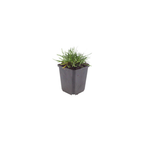Armeria m. 'Splendens' (Armérie) – 6 plantes, Ø9 cm, 10–25 cm de haut