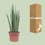 Sansevieria Mikado (svigermors tunge) – Ø12 cm, 40 cm høj