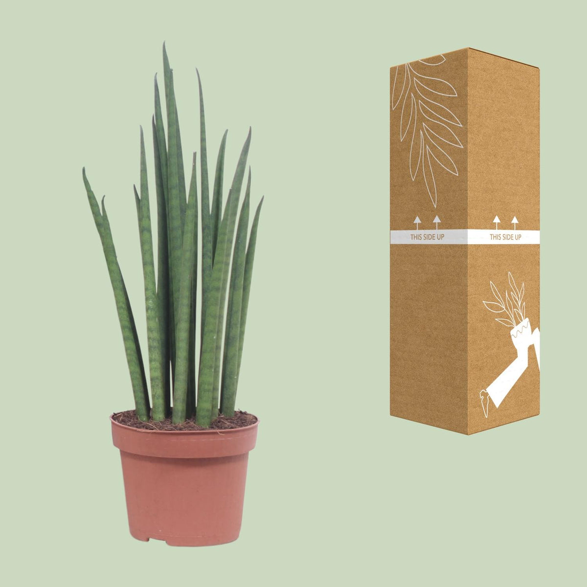 Sansevieria Mikado (svigermors tunge) – Ø12 cm, 40 cm høj
