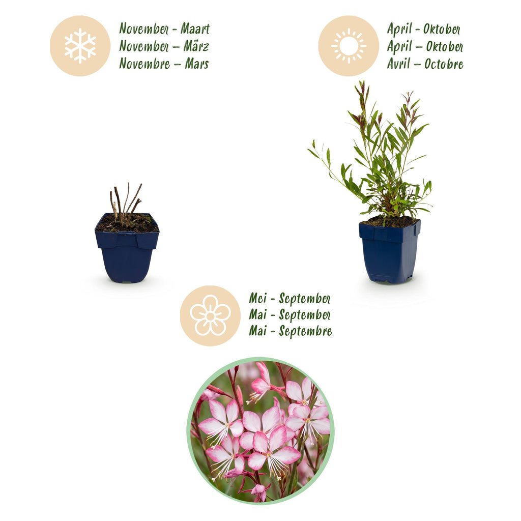 Gaura lindh. 'Rosyjane' (prachtkaars) – pink – 12 plants, Ø11 cm, 15–25 cm high – photo 4