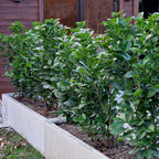 Prunus laurocerasus 'Etna' (cherry laurel) – 6 plants, Ø17 cm, 50 cm high