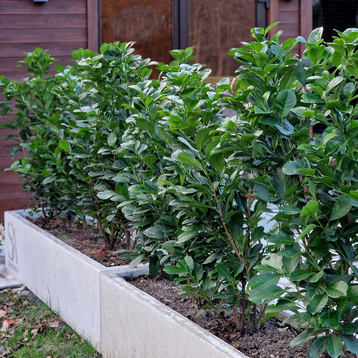 Prunus laurocerasus 'Etna' (laurier-cerise) – 6 plants, Ø17 cm, 50 cm de haut – photo 5