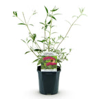 Buddleja davidii 'Royal Red' (vlinderstruik) – rood – Ø17 cm, 45 cm hoog