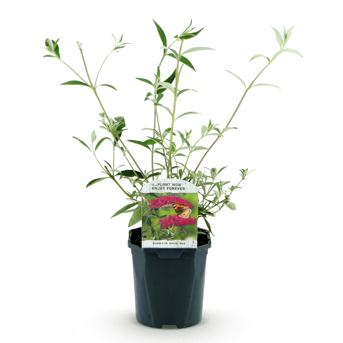 Buddleja davidii 'Royal Red' (vlinderstruik) – rood – Ø17 cm, 45 cm hoog
