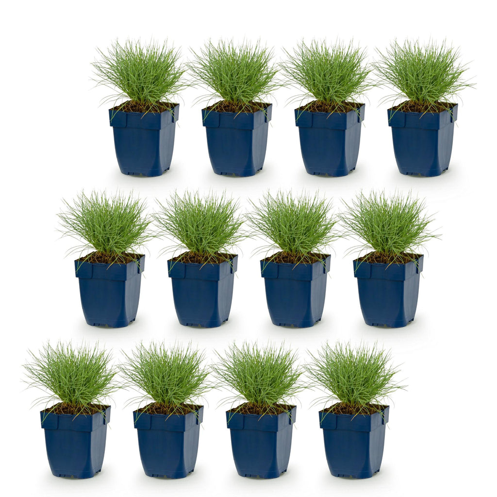 Festuca glauca (fétuque bleue) – 12 plantes, Ø11 cm, 15–25 cm de haut – photo 2