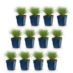 Festuca glauca (fétuque bleue) – 12 plantes, Ø11 cm, 15–25 cm de haut