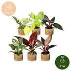 6× Baby Philodendron Family incl. Linnea Honey – Ø6 cm, 10–15 cm tall