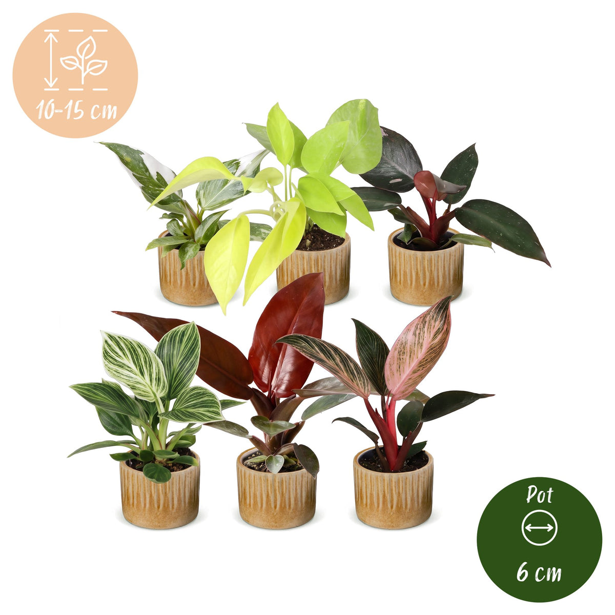 6× Baby Philodendron Family inkl. Linnea Honey – Ø6 cm, 10–15 cm hoch – Bild 5