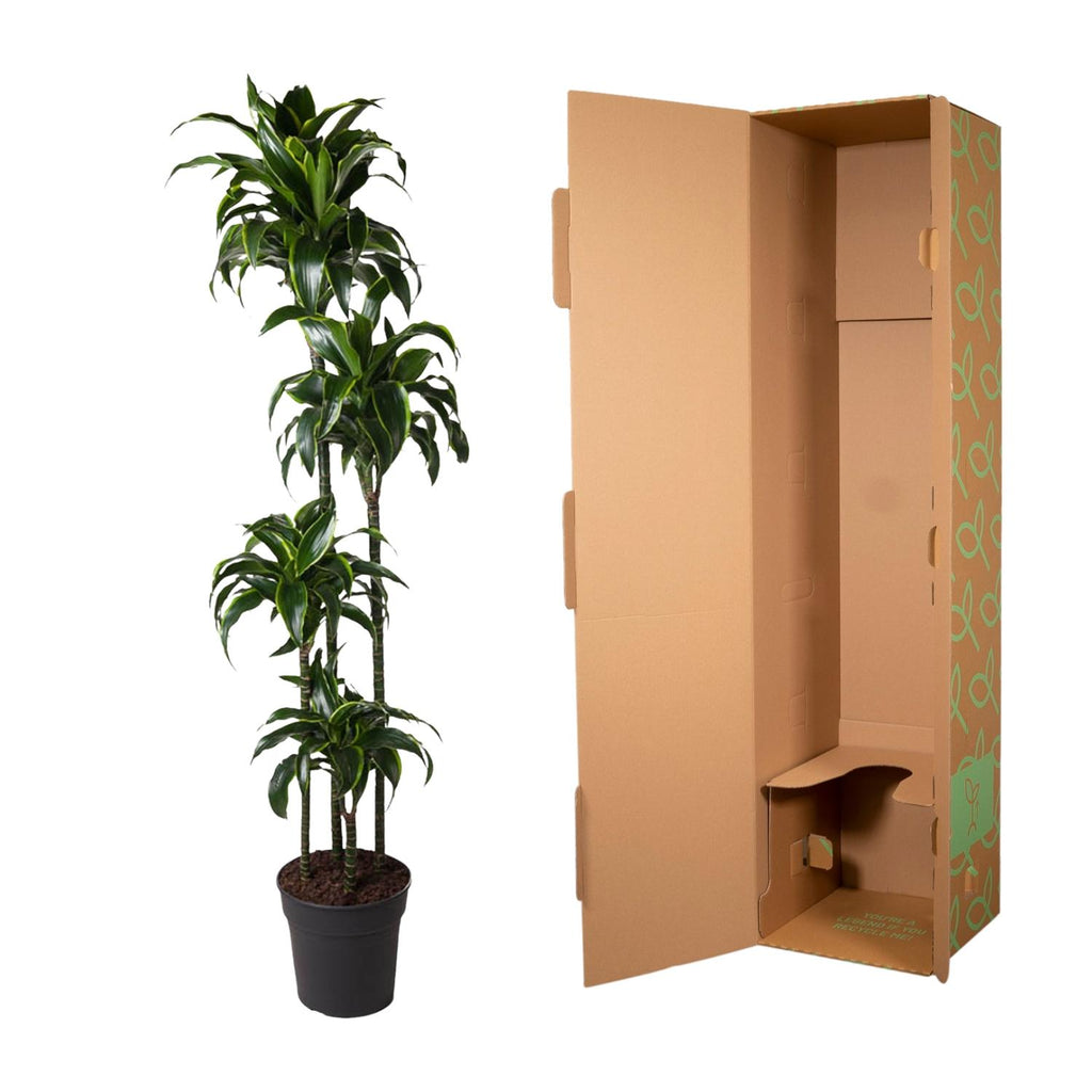 Dracaena Dorado (Drachenbaum) – Ø 27 cm, 170 cm hoch
