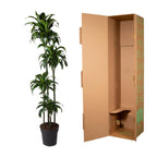 Dracaena Dorado (Drachenbaum) – Ø 27 cm, 170 cm hoch