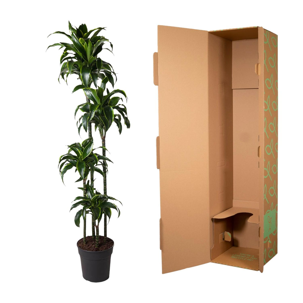 Dracaena Dorado (Drachenbaum) – Ø 27 cm, 170 cm hoch