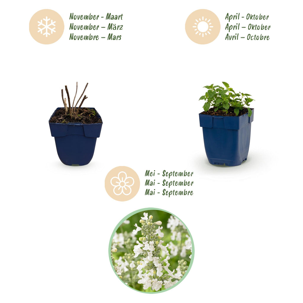 Nepeta faassenii 'Snowflake' (menthe pour chat) – blanc – 6 plantes, Ø11 cm, 15–25 cm de haut – photo 4