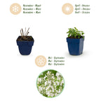 Nepeta faassenii 'Snowflake' (menthe pour chat) – blanc – 6 plantes, Ø11 cm, 15–25 cm de haut