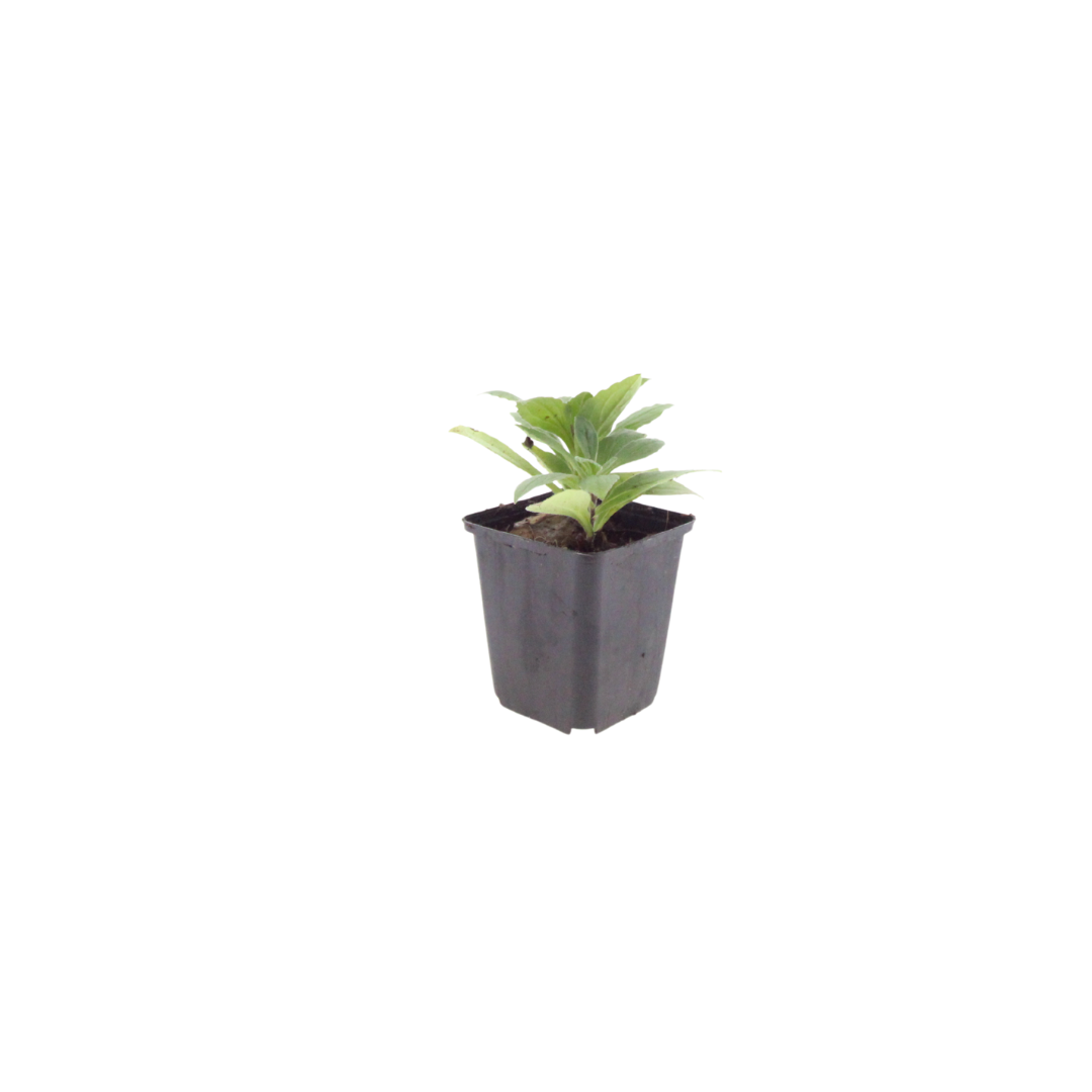 Aster frikartii 'Monch' – 24 Pflanzen, Ø9 cm, 10–25 cm hoch