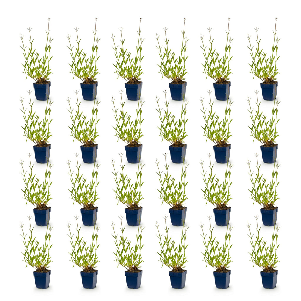 Verbena bonariensis (Bonapartia) – lila – 24 Pflanzen, Ø 11 cm, 15–25 cm hoch – Bild 2
