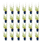 Verbena bonariensis (Bonapartia) – lila – 24 Pflanzen, Ø 11 cm, 15–25 cm hoch