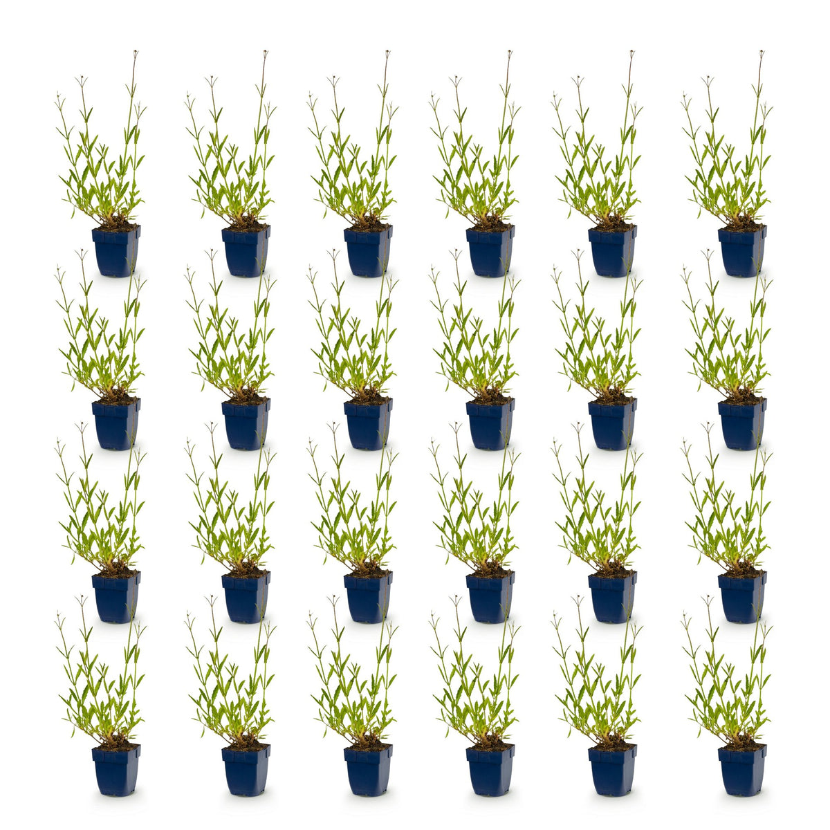 Verbena bonariensis (Bonapartia) – lila – 24 Pflanzen, Ø 11 cm, 15–25 cm hoch – Bild 2
