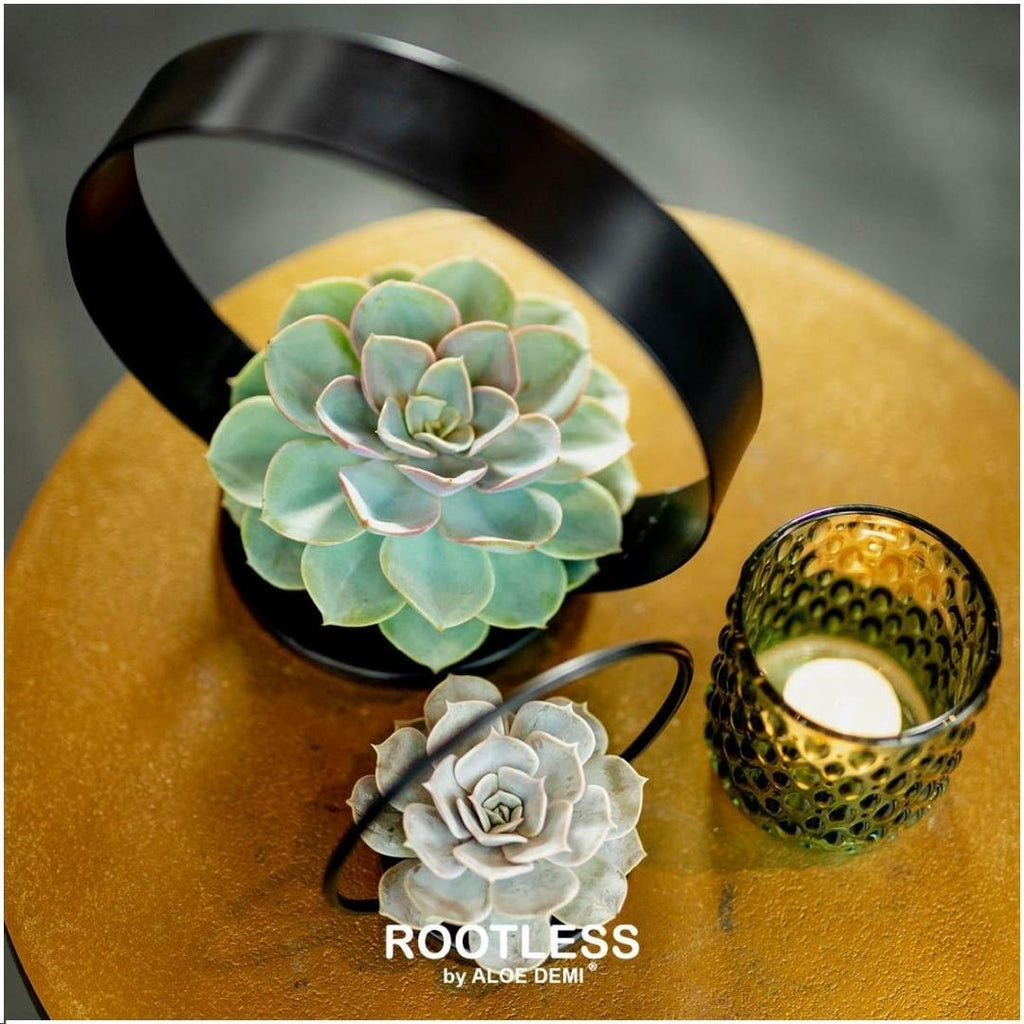 ROOTLESS Echeveria Medium Mix GIY Box – Ø19 cm, 5 cm høj