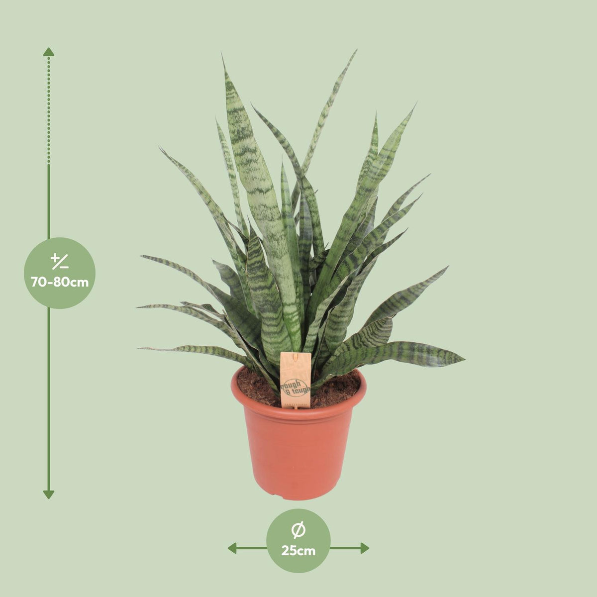 Sansevieria Diamond Green (Bogenhanf) – Ø 25 cm, 80 cm hoch