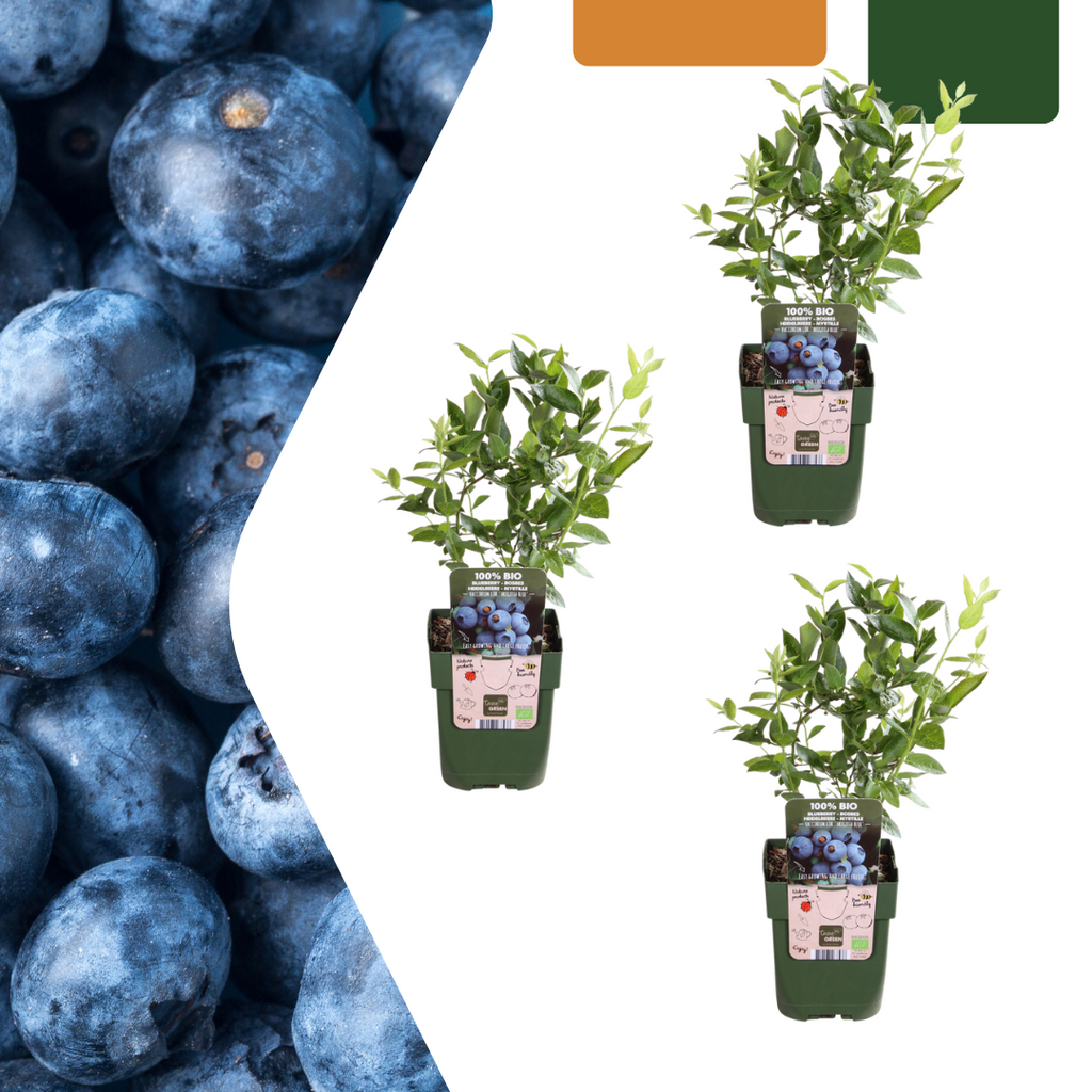 Organic bunchberry (Vaccinium corymbosum) – 3 plants, Ø13 cm, 20 cm high