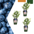 Organic bunchberry (Vaccinium corymbosum) – 3 plants, Ø13 cm, 20 cm high