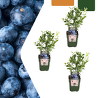Organic bunchberry (Vaccinium corymbosum) – 3 plants, Ø13 cm, 20 cm high