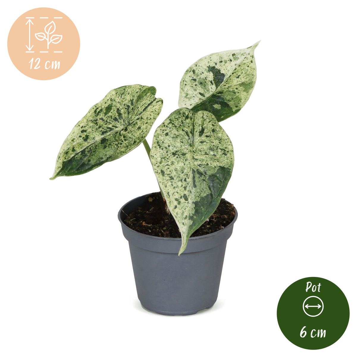 Alocasia Dragon Scale Mint Variegata (elefantøre) – Ø6 cm, 12 cm høj